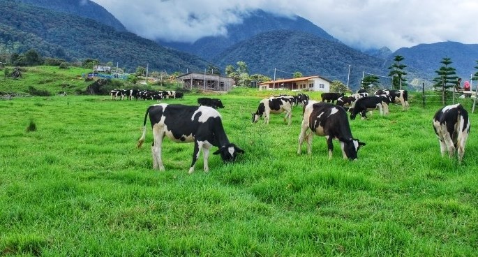 DEDS proves lucrative for dairy entrepreneurs in J&K; Over 10000 dairy units setup in 2 years